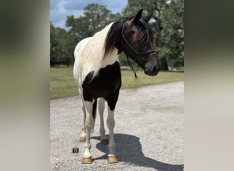 Cob Irlandese / Tinker / Gypsy Vanner Mix, Castrone, 12 Anni