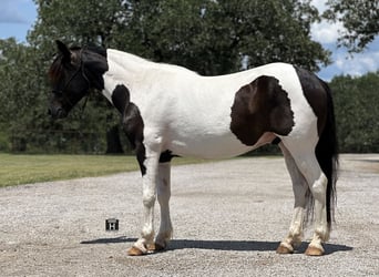 Cob Irlandese / Tinker / Gypsy Vanner Mix, Castrone, 12 Anni