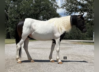 Cob Irlandese / Tinker / Gypsy Vanner Mix, Castrone, 12 Anni