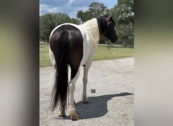 Cob Irlandese / Tinker / Gypsy Vanner Mix, Castrone, 12 Anni