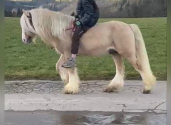 Cob Irlandese / Tinker / Gypsy Vanner, Castrone, 13 Anni, 138 cm, Cremello