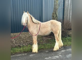 Cob Irlandese / Tinker / Gypsy Vanner, Castrone, 13 Anni, 138 cm, Cremello