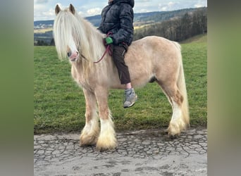 Cob Irlandese / Tinker / Gypsy Vanner, Castrone, 13 Anni, 138 cm, Cremello