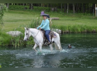 Cob Irlandese / Tinker / Gypsy Vanner, Castrone, 13 Anni, 142 cm, Grigio