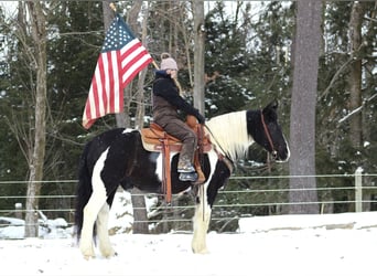 Cob Irlandese / Tinker / Gypsy Vanner Mix, Castrone, 13 Anni, 152 cm, Tobiano-tutti i colori