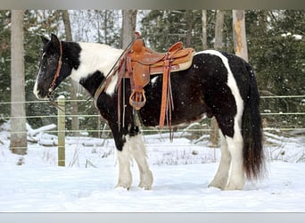 Cob Irlandese / Tinker / Gypsy Vanner Mix, Castrone, 13 Anni, 152 cm, Tobiano-tutti i colori