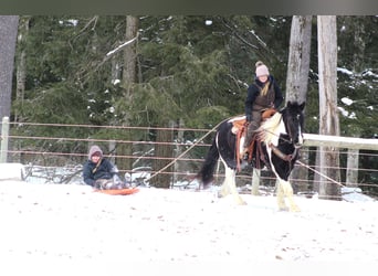 Cob Irlandese / Tinker / Gypsy Vanner Mix, Castrone, 13 Anni, 152 cm, Tobiano-tutti i colori