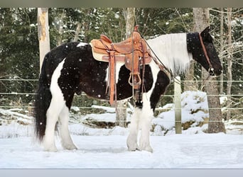 Cob Irlandese / Tinker / Gypsy Vanner Mix, Castrone, 13 Anni, 152 cm, Tobiano-tutti i colori