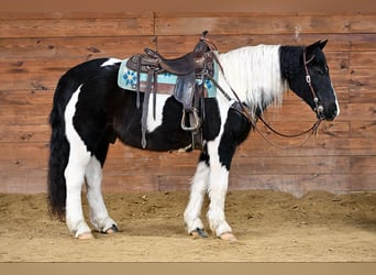 Cob Irlandese / Tinker / Gypsy Vanner Mix, Castrone, 13 Anni, 152 cm, Tobiano-tutti i colori