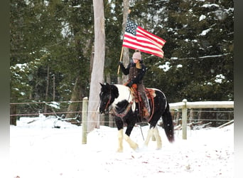 Cob Irlandese / Tinker / Gypsy Vanner Mix, Castrone, 13 Anni, 152 cm, Tobiano-tutti i colori