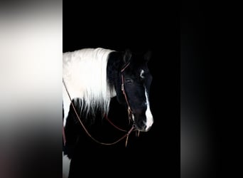 Cob Irlandese / Tinker / Gypsy Vanner Mix, Castrone, 13 Anni, 152 cm, Tobiano-tutti i colori