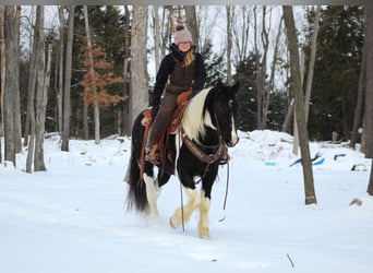 Cob Irlandese / Tinker / Gypsy Vanner Mix, Castrone, 13 Anni, 152 cm, Tobiano-tutti i colori