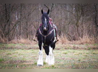 Cob Irlandese / Tinker / Gypsy Vanner, Castrone, 13 Anni, 160 cm, Tobiano-tutti i colori