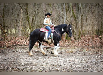 Cob Irlandese / Tinker / Gypsy Vanner, Castrone, 13 Anni, 160 cm, Tobiano-tutti i colori