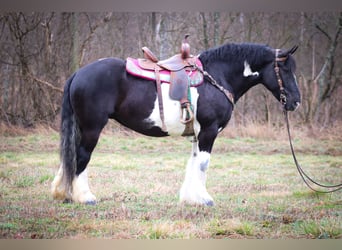 Cob Irlandese / Tinker / Gypsy Vanner, Castrone, 13 Anni, 160 cm, Tobiano-tutti i colori