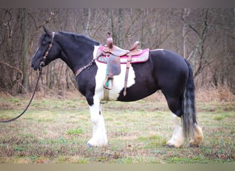 Cob Irlandese / Tinker / Gypsy Vanner, Castrone, 13 Anni, 160 cm, Tobiano-tutti i colori