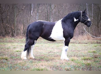 Cob Irlandese / Tinker / Gypsy Vanner, Castrone, 13 Anni, 160 cm, Tobiano-tutti i colori