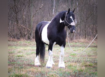 Cob Irlandese / Tinker / Gypsy Vanner, Castrone, 13 Anni, 160 cm, Tobiano-tutti i colori