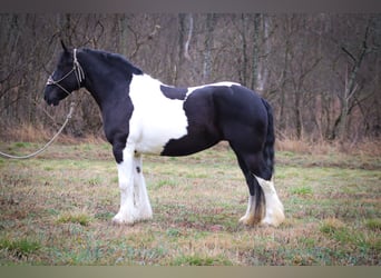 Cob Irlandese / Tinker / Gypsy Vanner, Castrone, 13 Anni, 160 cm, Tobiano-tutti i colori