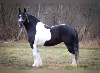 Cob Irlandese / Tinker / Gypsy Vanner, Castrone, 13 Anni, 160 cm, Tobiano-tutti i colori