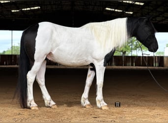 Cob Irlandese / Tinker / Gypsy Vanner, Castrone, 13 Anni, Tobiano-tutti i colori