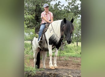 Cob Irlandese / Tinker / Gypsy Vanner, Castrone, 13 Anni, Tobiano-tutti i colori