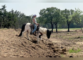 Cob Irlandese / Tinker / Gypsy Vanner, Castrone, 13 Anni, Tobiano-tutti i colori