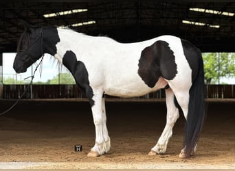 Cob Irlandese / Tinker / Gypsy Vanner, Castrone, 13 Anni, Tobiano-tutti i colori