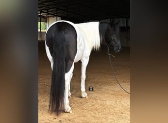 Cob Irlandese / Tinker / Gypsy Vanner, Castrone, 13 Anni, Tobiano-tutti i colori