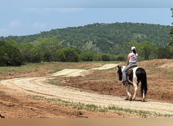 Cob Irlandese / Tinker / Gypsy Vanner, Castrone, 13 Anni, Tobiano-tutti i colori