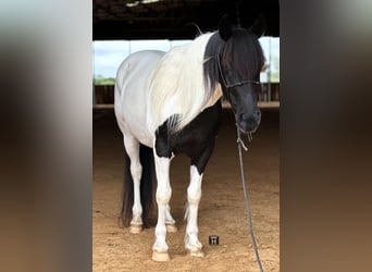 Cob Irlandese / Tinker / Gypsy Vanner, Castrone, 13 Anni, Tobiano-tutti i colori