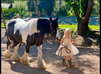 Cob Irlandese / Tinker / Gypsy Vanner, Castrone, 14 Anni, 140 cm