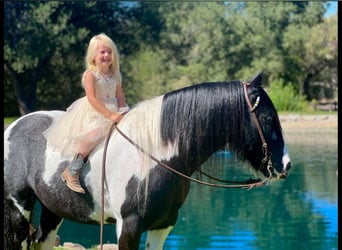 Cob Irlandese / Tinker / Gypsy Vanner, Castrone, 14 Anni, 140 cm