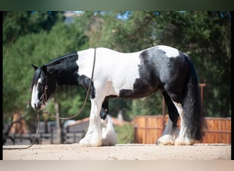 Cob Irlandese / Tinker / Gypsy Vanner, Castrone, 14 Anni, 140 cm