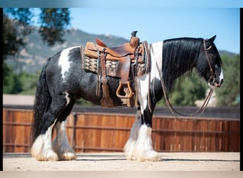 Cob Irlandese / Tinker / Gypsy Vanner, Castrone, 14 Anni, 140 cm