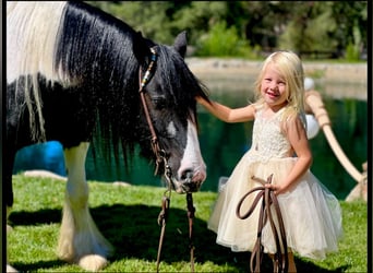 Cob Irlandese / Tinker / Gypsy Vanner, Castrone, 14 Anni, 140 cm