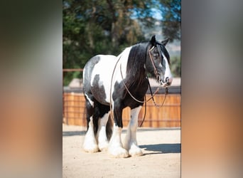 Cob Irlandese / Tinker / Gypsy Vanner, Castrone, 14 Anni, 140 cm