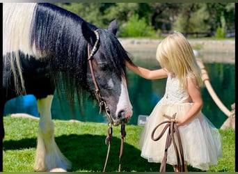 Cob Irlandese / Tinker / Gypsy Vanner, Castrone, 14 Anni, 140 cm