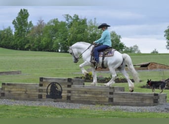 Cob Irlandese / Tinker / Gypsy Vanner, Castrone, 15 Anni, 142 cm, Grigio