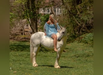 Cob Irlandese / Tinker / Gypsy Vanner, Castrone, 15 Anni, 142 cm, Grigio