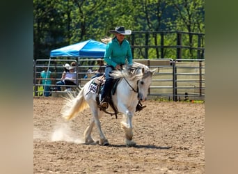 Cob Irlandese / Tinker / Gypsy Vanner, Castrone, 15 Anni, 142 cm, Grigio