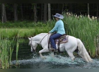 Cob Irlandese / Tinker / Gypsy Vanner, Castrone, 15 Anni, 142 cm, Grigio