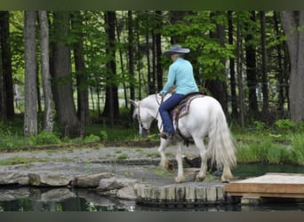 Cob Irlandese / Tinker / Gypsy Vanner, Castrone, 15 Anni, 142 cm, Grigio