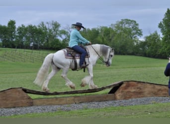 Cob Irlandese / Tinker / Gypsy Vanner, Castrone, 15 Anni, 142 cm, Grigio