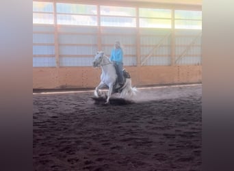 Cob Irlandese / Tinker / Gypsy Vanner, Castrone, 15 Anni, 142 cm, Grigio