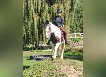 Cob Irlandese / Tinker / Gypsy Vanner, Castrone, 17 Anni, 150 cm, Pezzato