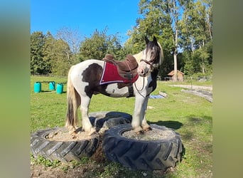 Cob Irlandese / Tinker / Gypsy Vanner, Castrone, 17 Anni, 150 cm, Pezzato