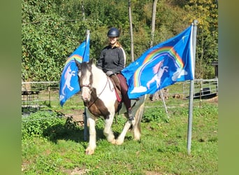 Cob Irlandese / Tinker / Gypsy Vanner, Castrone, 17 Anni, 150 cm, Pezzato