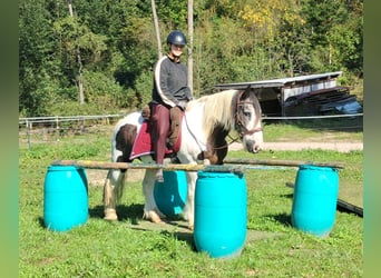 Cob Irlandese / Tinker / Gypsy Vanner, Castrone, 17 Anni, 150 cm, Pezzato