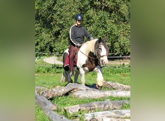 Cob Irlandese / Tinker / Gypsy Vanner, Castrone, 17 Anni, 150 cm, Pezzato